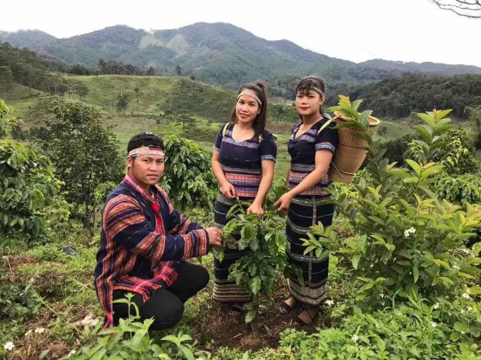 Organic Arabica Coffee Powder